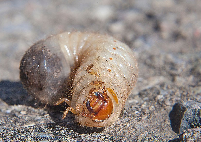 larve di coleotteri invasive nel compost: Cetoniidae sp.